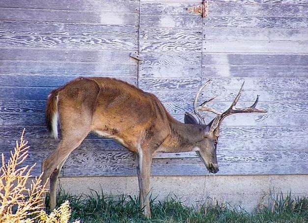 'Căn bệnh hươu thây ma đáng sợ với tỷ lệ tử vong gần 100% có thể lây sang người'