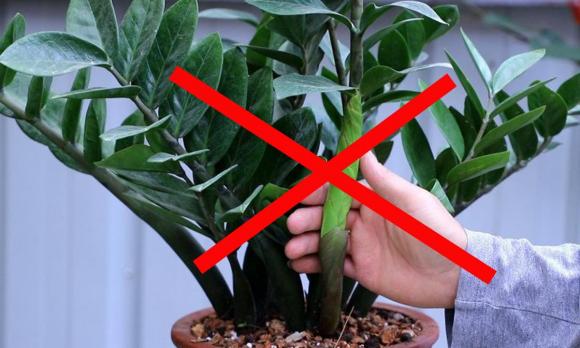 2 mệnh này kỵ cây kim tiền, trồng ở nhà tiền bạc không cánh mà bay