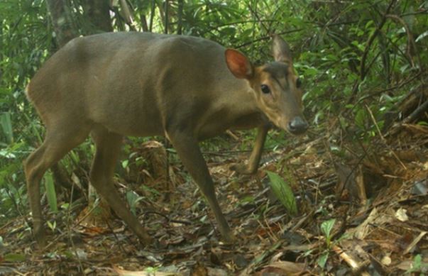 Loài thú quý hiếm từng suýt tuyệt chủng bỗng tái xuất ở Việt Nam, cả thế giới chạy đua thời gian để bảo vệ