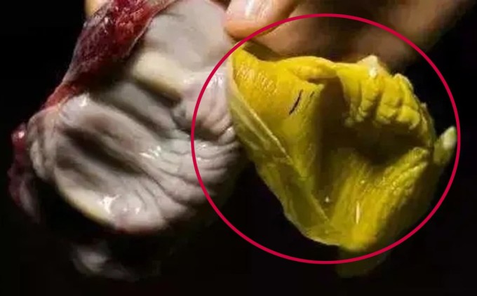 Màng mề gà còn có tác dụng hơn 'thịt gà', chỉ người biết tác dụng mới thấy nó quý hơn 'đông trùng hạ thảo'