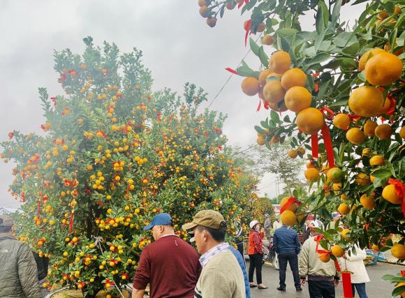 Thời điểm tốt nhất để mua đào, quất, mai trước Tết là bao lâu?