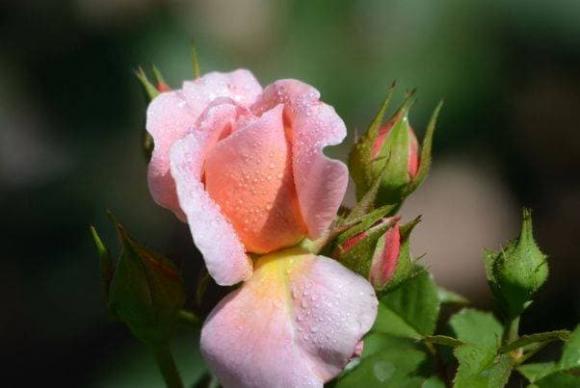 Những tháng sinh âm lịch 'vượng quan quý nhân', sinh ra để làm lãnh đạo, ai cũng thăng quan tiến chức nhanh chóng