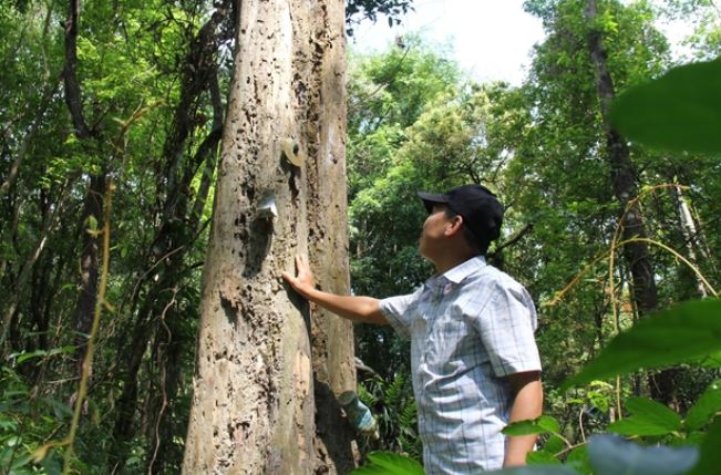 Khu rừng được bảo vệ nghiêm ngặt nhất Việt Nam: Sót lại từ thuở hồng hoang, sở hữu ‘kho báu’ vô giá