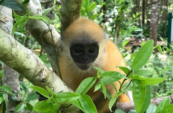 Loài linh trưởng quý hiếm có nguy cơ tuyệt chủng, chỉ có ở Việt Nam: Lọt top nguy cấp nhất thế giới, chung sức giải cứu