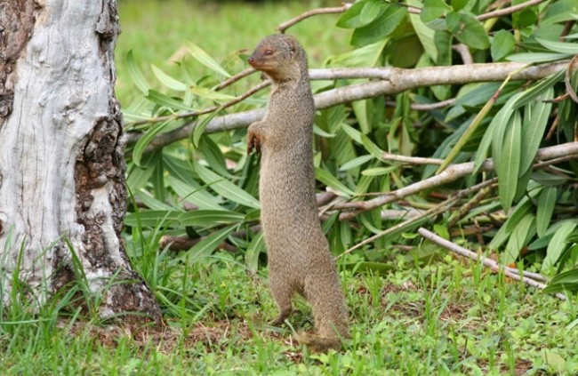 Top lo&#xE0;i c&#x1EA7;y qu&#xFD; Vi&#x1EC7;t Nam s&#x1EDF; h&#x1EEF;u: C&#xF3; lo&#xE0;i nghi &#x111;&#xE3; bi&#x1EBF;n m&#x1EA5;t v&#x129;nh vi&#x1EC5;n, &#x111;&#x1B0;&#x1EE3;c c&#x1EA3; th&#x1EBF; gi&#x1EDB;i c&#xF9;ng b&#x1EA3;o v&#x1EC7;