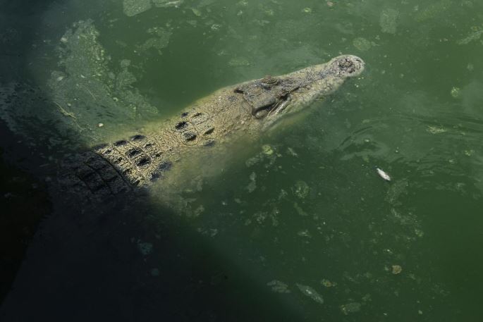 Cá sấu hung dữ tấn công, cướp đi mạng sống của nữ công nhân tại đồn điền dầu cọ Indonesia