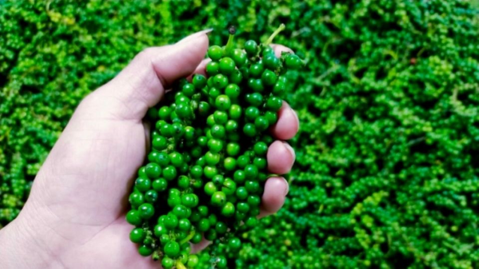 Giá nông sản ngày 16/1/2025: Cà phê và hồ tiêu duy trì xu hướng giảm 