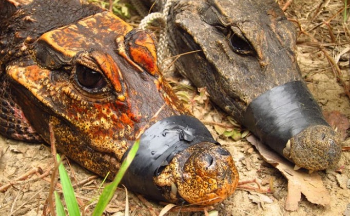 Một sinh vật ở châu Phi đang đột biến thành loài mới