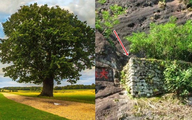 Trung Quốc có cây quý hiếm được mua bảo hiểm hơn 300 tỷ đồng: Tạo ra thành phẩm đắt gấp 90 lần vàng