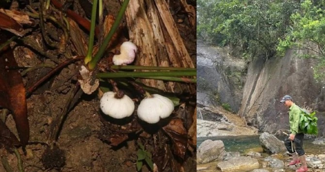 Loài cây siêu đẹp có bề ngoài giống củ tỏi, cả thế giới chỉ tìm thấy duy nhất trên lãnh thổ Việt Nam