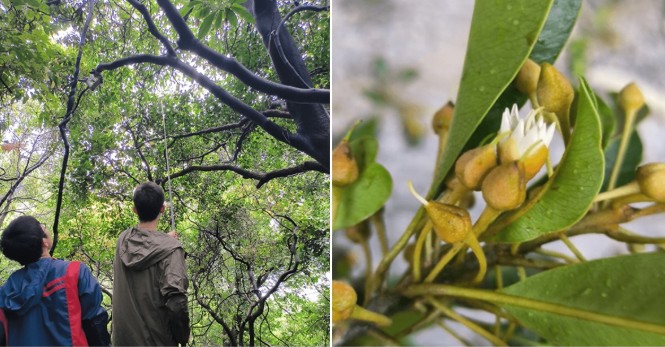 Lần đầu tiên phát hiện 1 nhóm cây Redbud ngoài tự nhiên, loài cây nằm trong sách đỏ có nguy cơ tuyệt chủng