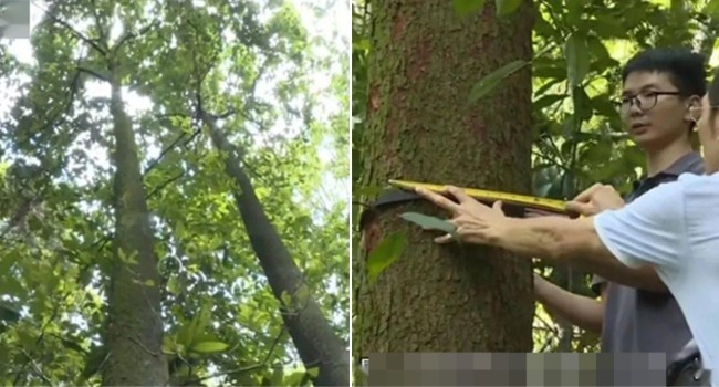 'Thần dược' cực kì nguy cấp lần đầu được phát hiện ở Nam Xuyên: Quần thể chỉ có 20 cây, được bảo vệ nghiêm ngặt