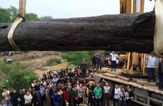 Người nông dân đi mò ốc nhặt được cây gỗ có mùi thơm lạ, hóa ra là 'thần mộc' trị giá 400 tỷ đồng