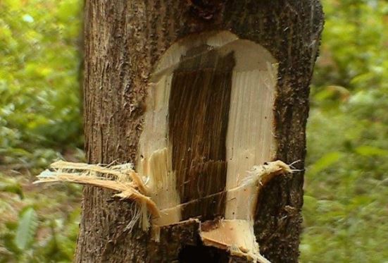 Người đàn ông đi đánh cá nhặt được khúc gỗ lạ gần 3 mét, choàng váng khi biết giá trị thật lên đến 3.455 tỷ đồng