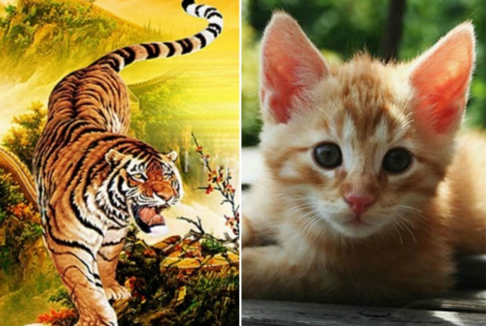 Tử vi ngày 17/1/2025 của 12 con giáp: Tuổi Dậu gặp may mắn lớn, Mão cần kiềm chế cảm xúc