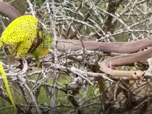CLIP: Cuộc chiến sinh tử giữa tắc kè hoa và rắn boomslang, cái kết đầy bi kịch