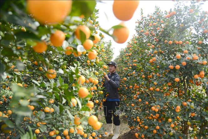 Vựa hoa, cây cảnh lớn nhất Quảng Ninh và câu chuyện đầu ra