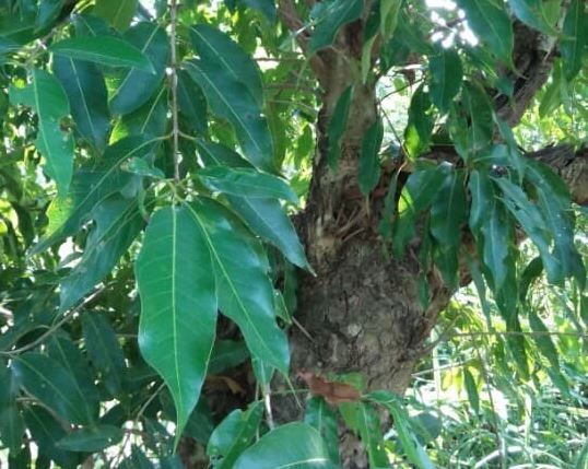 Một loại cây đặc biệt nên trồng trước nhà, vừa tốt phong thủy lại giúp kiếm tiền từ nụ hoa, giá trị cao 140 nghìn đồng/kg