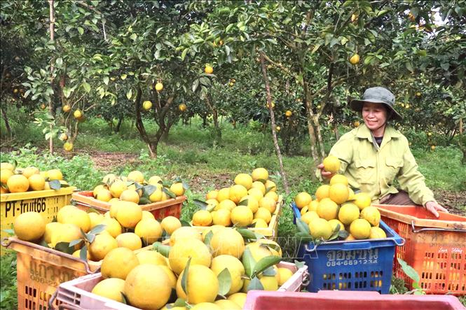 Đặc sản truyền thống địa phương hút hàng dịp Tết