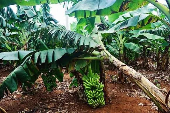 T&#x1EA1;i sao ph&#x1EA3;i ch&#x1EB7;t b&#x1ECF; c&#xE2;y chu&#x1ED1;i sau khi thu ho&#x1EA1;ch qu&#x1EA3;?