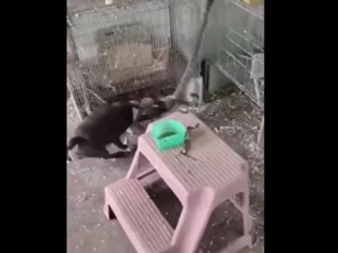 CLIP: Chú chó anh hùng, liều mình tấn công rắn độc để cứu chim non