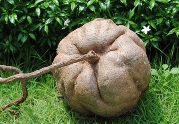 Lão nông đào được củ sắn dây 400kg sau ngôi nhà cổ, hóa ra là kho báu tiền tỷ, lập tức giàu sau 1 đêm!