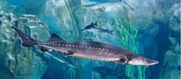 Đập thuỷ điện lớn nhất thế giới có loài cá nước ngọt lớn nhất thế giới: Nặng tới hơn 700 kg