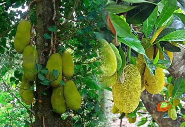 Tác dụng của lá mít, nhiều người không biết tận dụng thật tiếc