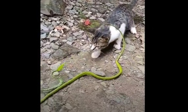 CLIP: Cuộc đối đầu căng thẳng giữa mèo con và rắn độc