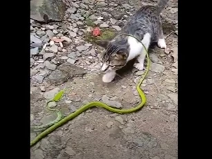 CLIP: Cuộc đối đầu căng thẳng giữa mèo con và rắn độc