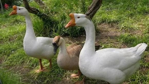 Là một loài chim, tại sao ngỗng có thể canh gác nhà cửa, sân vườn như chó?