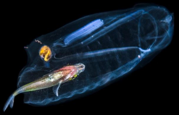 Loài động vật lớn nhanh nhất thế giới: Trong suốt như sứa, trưởng thành chỉ sau 48 giờ