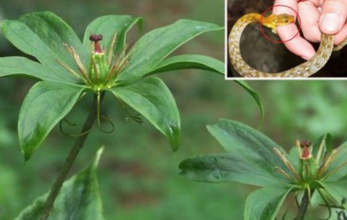 Trồng loại cây gì để đuổi rắn?