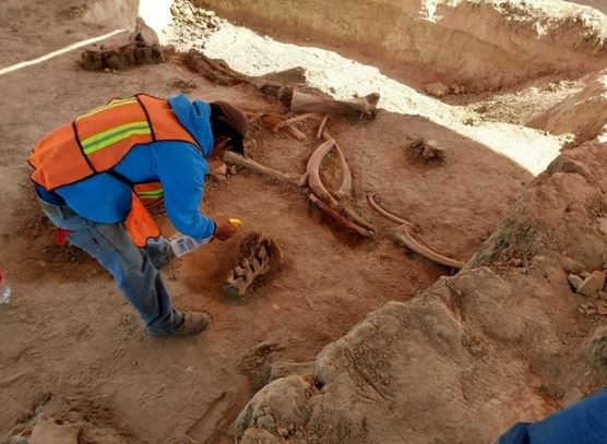 Kinh ngạc khi phát hiện hài cốt động vật 40.000 năm tuổi trong lớp băng vĩnh cửu