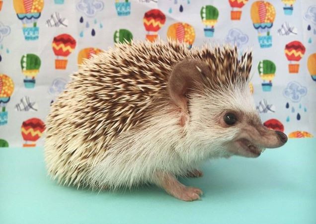 Việt Nam sở hữu loài động vật cực kỳ quý hiếm có ngoại hình độc nhất vô nhị, là ‘hậu duệ’ của ma cà rồng