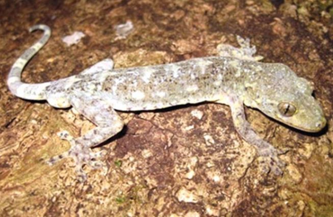 Loài động vật quý hiếm cả thế giới chỉ Việt Nam có, giới khoa học nỗ lực tìm mọi cách để bảo tồn