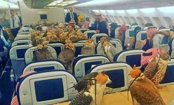 Loài chim 'vip nhất thế giới': Được cấp hộ chiếu, ngồi khoang thương gia và có giá cao ngất đến nửa tỷ đồng