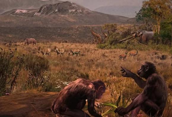 Vì sao chúng ta chỉ thích ăn thịt động vật ăn cỏ mà ít khi chọn thịt động vật ăn thịt? Phải chăng do hương vị không hấp dẫn?