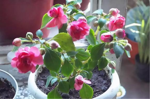 Bón 3 loại “thuốc” vào chậu thì cây hoa sẽ không bị héo úa vàng, lá sẽ phát triển tươi tốt trong mùa đông