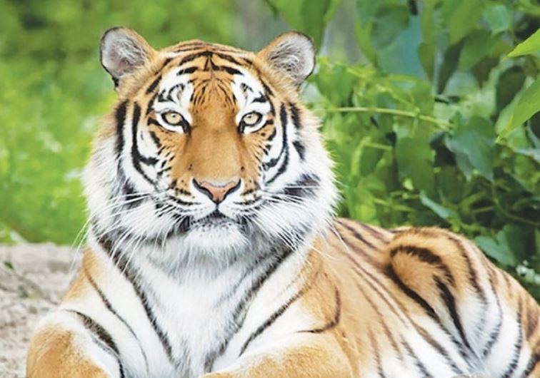 Từ ngày 19/1 đến cuối tháng, 3 con giáp sau có vận may lớn, tiền bạc rủng rỉnh, công danh rộng mở