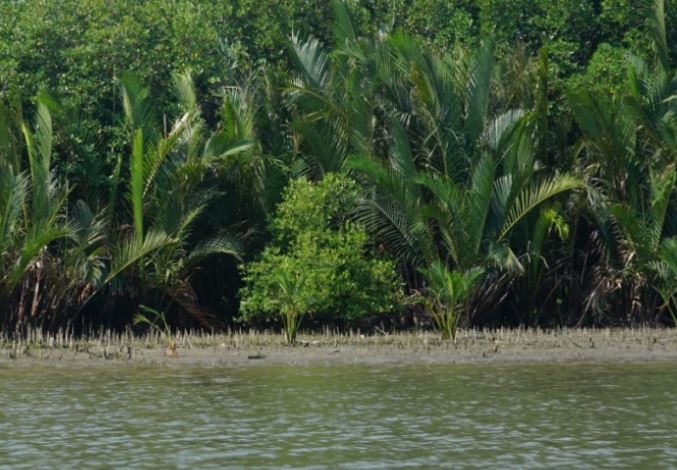 Bình Định ứng dụng công nghệ DNA bảo tồn gene cây dừa nước