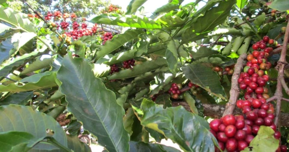 Giá nông sản ngày 19/1/2025: Cà phê tăng nhẹ, hồ tiêu ổn định