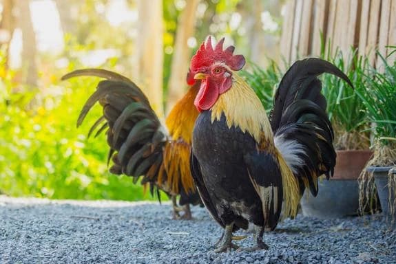 Tại sao gà mái không cần gà trống vẫn đẻ được trứng? Ý nghĩa của sự tồn tại của con gà trống là gì?