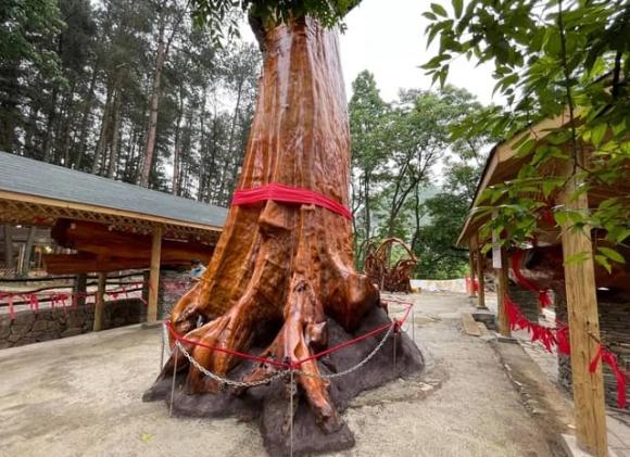 Nó có giá không thua kém lan đột biến ở thời điểm sốt nhất, lên đến 9.000 tỷ, thân gỗ tỏa sáng như vàng ròng nhưng không ai dám trồng