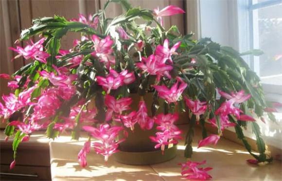 Năm loại cây mang ý nghĩa tốt lành, ngày Tết là thời điểm thích hợp để chơi, thật đẹp để trưng bày trong nhà