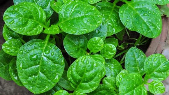 Có đất mà không trồng loại rau này thì thật phí! Vừa dễ chăm, vừa cho thu hoạch chỉ sau 1 tháng, lại còn ăn được từ lá đến quả