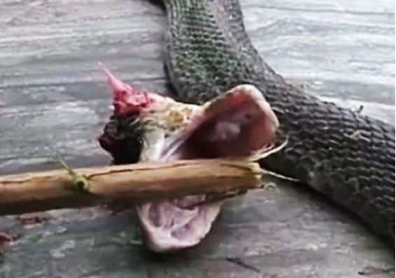 Netizen sốc khi biết lý do rắn độc bị đứt đầu vẫn cắn được chết người, điều mà không phải ai cũng nắm rõ