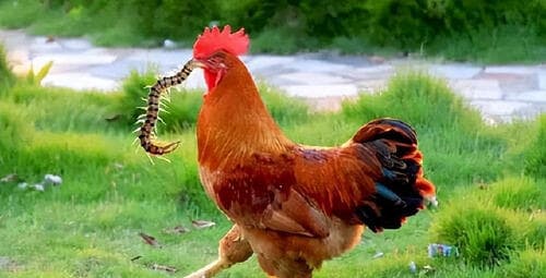 Tại sao con rết - 'một trong năm kịch độc' lại sợ một con gà trống? Vì sao gà miễn nhiễm với mọi chất độc?