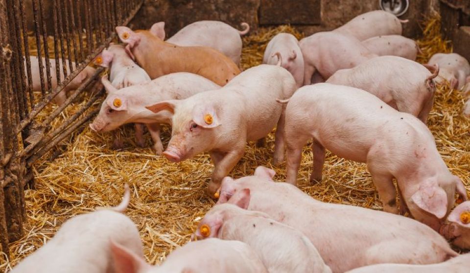 Giá heo hơi ngày 20/1/2025: "Lặng sóng" trên toàn quốc