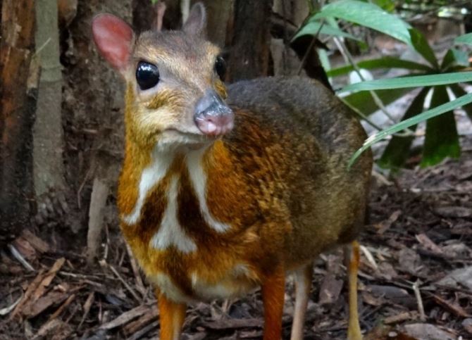 Chỉ ở Việt Nam mới có 3 loài động vật quý hiếm nằm trong sách đỏ này! Sở hữu bộ gen 'độc nhất vô nhị' cần được bảo tồn